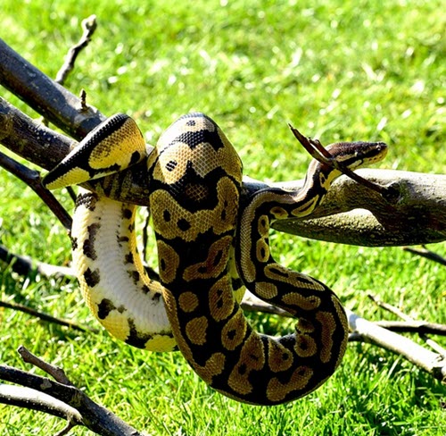 ball python