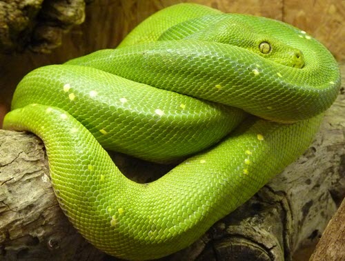 green boa